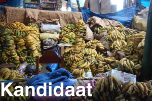 Kandidaat